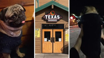 Man Takes His Pug To Texas Roadhouse. Then A Manager Comes Over: ‘Can I Get A Table For 2?’