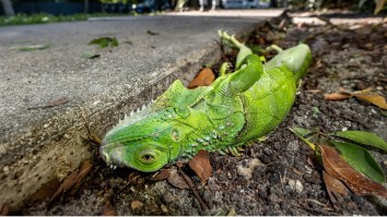 Florida Woman Collects Dozens Of Fallen Frozen Iguanas To Have Them Cooked And Eaten As Snacks Amid Cold Front