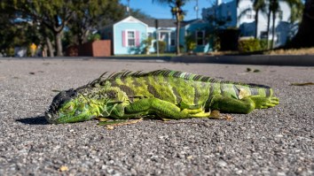 Florida Man Is Using Frozen Iguanas To Make Funny Social Media Videos, Goes Viral