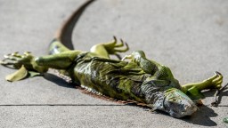 Frozen Iguanas In Florida Are Getting Cooked & Turned Into ‘Iguana Pizza’ By SFL Pizzeria