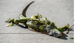 Florida Man Makes Iguana Tacos From Fallen Frozen Iguanas During Cold Front