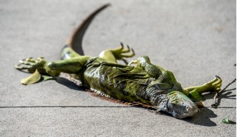 Florida Man Makes Iguana Tacos From Fallen Frozen Iguanas During Cold Front