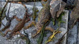 Florida Has Removed Over 5,000 Iguanas During Cold Snap
