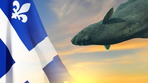 large Atlantic halibut fish caught in Quebec, Canada