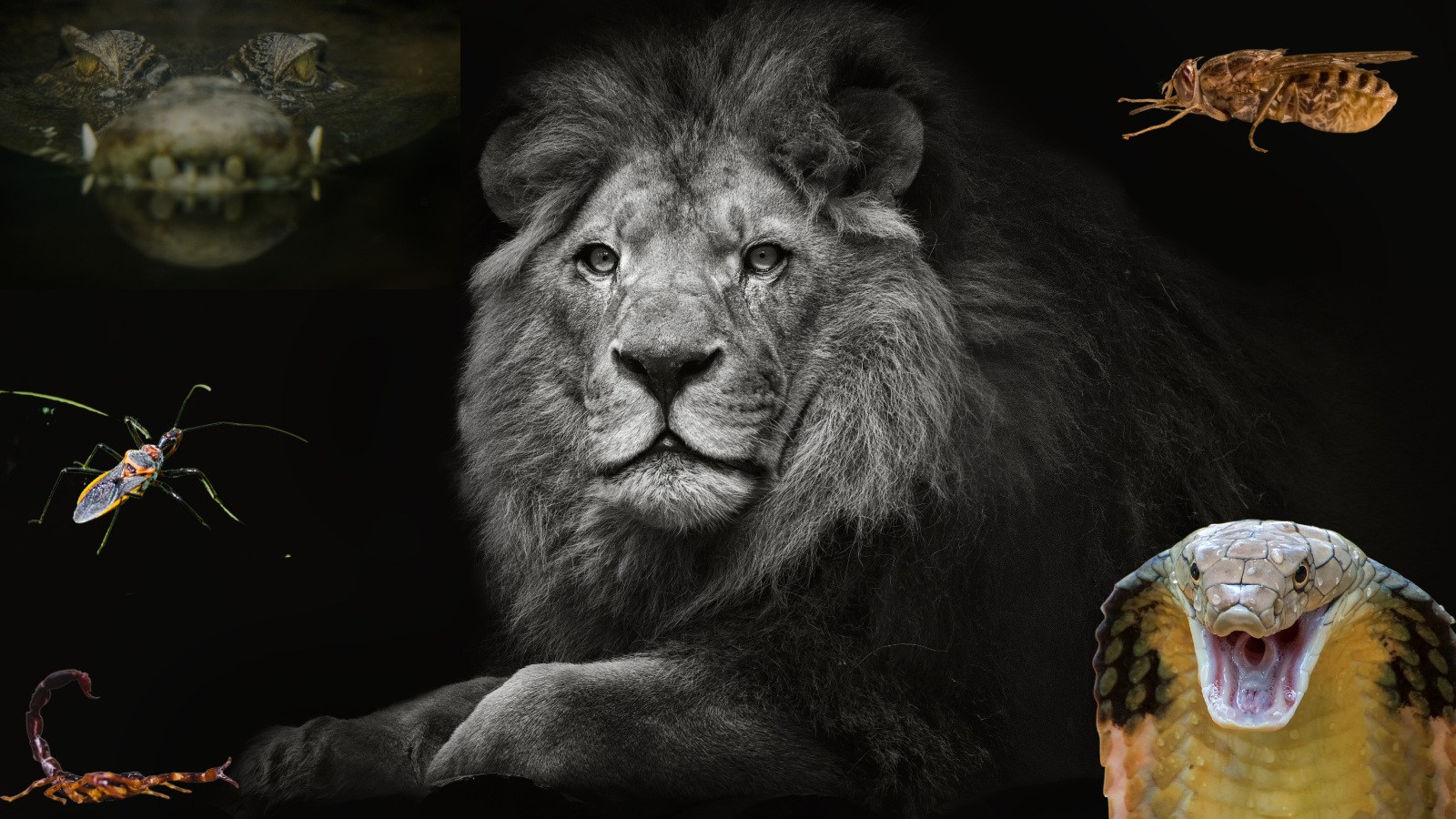 Most Ruthless Animals What Are The 13 Deadliest Animals On Earth?