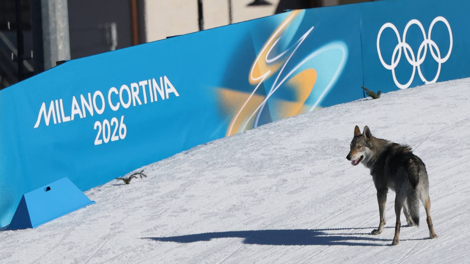 How Did A Dog Crash A Cross-Country Skiing Race At The Olympics? Here’s What Its Owners Had To Say
