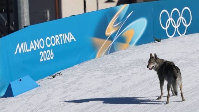 Dog invades cross country ski race at the Winter Olympics