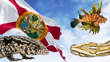 ‘The Everglades Dirty Dozen’ List Of Florida’s Worst Invasive Species Sees 3 New Species Added And 3 Removed