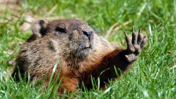Canadian Knockoffs Of Punxsutawney Phil Predict Early Spring Just To Spite American Meteorology Superiority