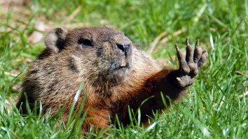 Canadian Knockoffs Of Punxsutawney Phil Predict Early Spring Just To Spite American Meteorology Superiority
