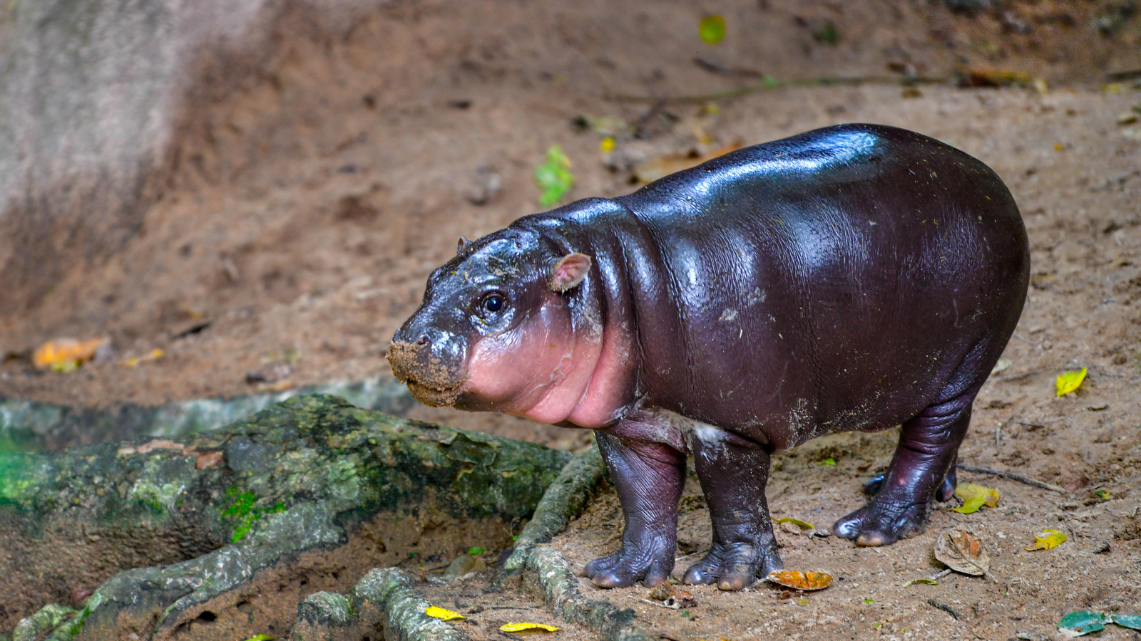 adorable baby pygmy hippo