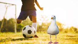 Soccer Player Performs CPR To Resuscitate Seagull Struck By Ball During Match In Istanbul