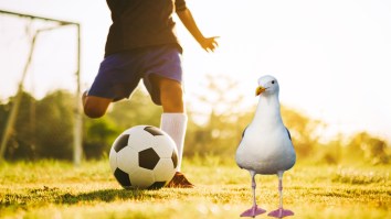Soccer Player Performs CPR To Resuscitate Seagull Struck By Ball During Match In Istanbul