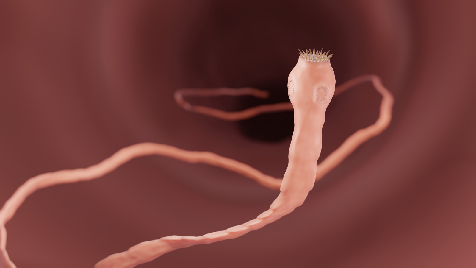 close up view of a tapeworm