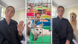 woman shares dog story (l) animal shelter (c) woman and her golden retriever (r)