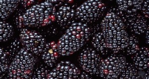 Blackberries