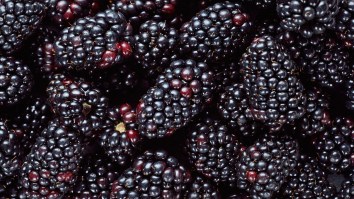 Authorities Discover Over $17 Million Worth Of Meth Hidden In Shipment Of Blackberries In Texas