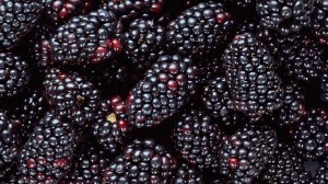 Blackberries