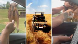 Couple Rolls Down Window To Feed The Camel On Safari Park. Then They Learn Why That Was A Big Mistake: ‘It Started Nibbling On My Legs’