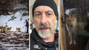 ‘I Got 20 Wolves At The Door’: Man Bonds With Wolfpack. Then His Behavior Begins To Worry His Loved Ones
