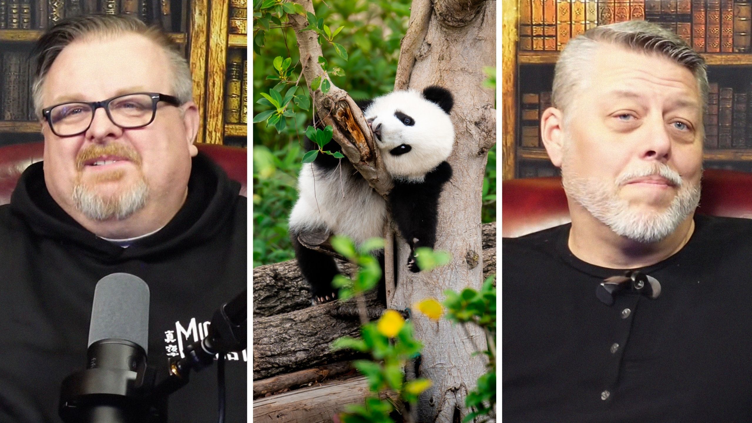 man shares opinion on pandas (l) adorable panda on tree (c) man in podcast about pandas (r)