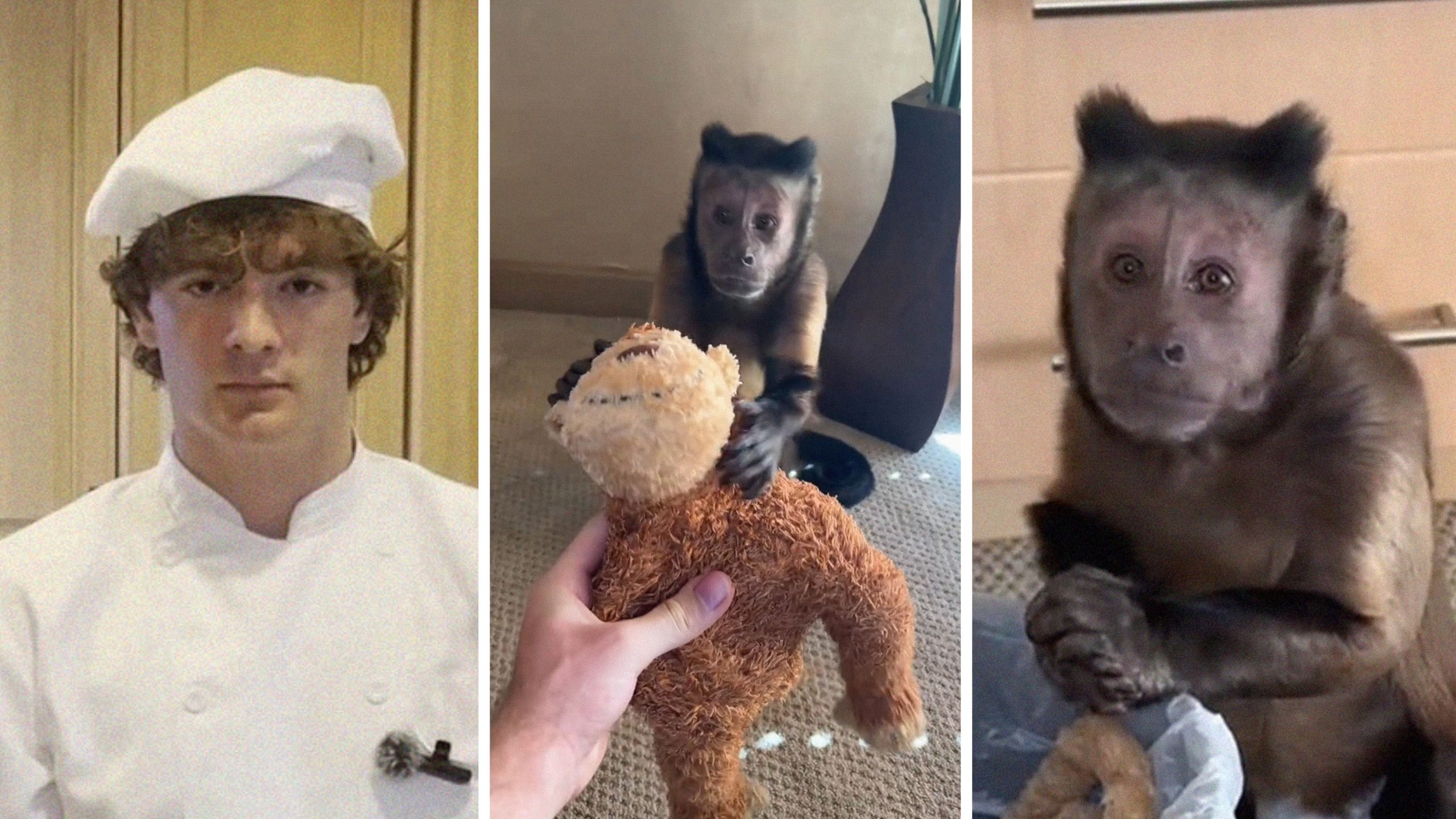 man shows his pet monkey (l) man gives his monkey and stuffed toy (c) pet monkey (r)