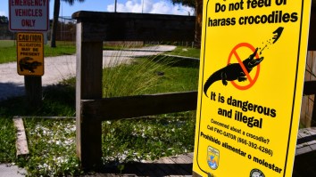 Florida Officials Investigating Popular Streamer Clavicular For Shooting Alligator On Livestream