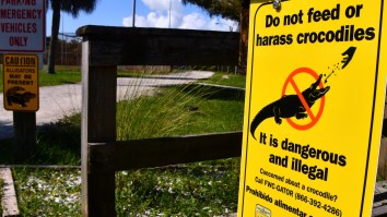 Streamer Clavicular ‘Facing ‘A Lot Of Time’ In Jail Over Alligator Shooting Video In Florida