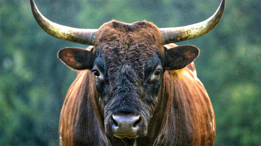Pineywoods-bull-with-a-black-head-and-large-horns