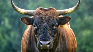 Pineywoods-bull-with-a-black-head-and-large-horns