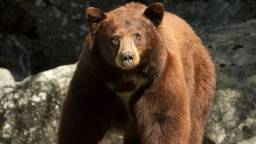 California’s Reporter’s Segment On Bear Attack Derailed By Giant Bear That Crashed The Scene