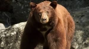 Black bear in California