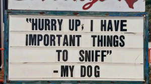 best meme this week joke about a dog