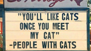 best memes of the week funny cat joke