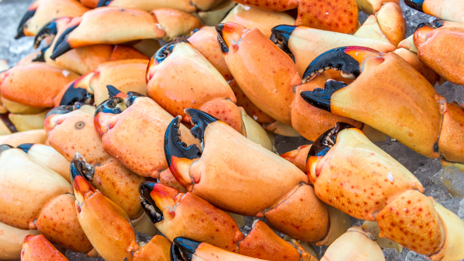 best tasting crab in the world Florida Stone Crab
