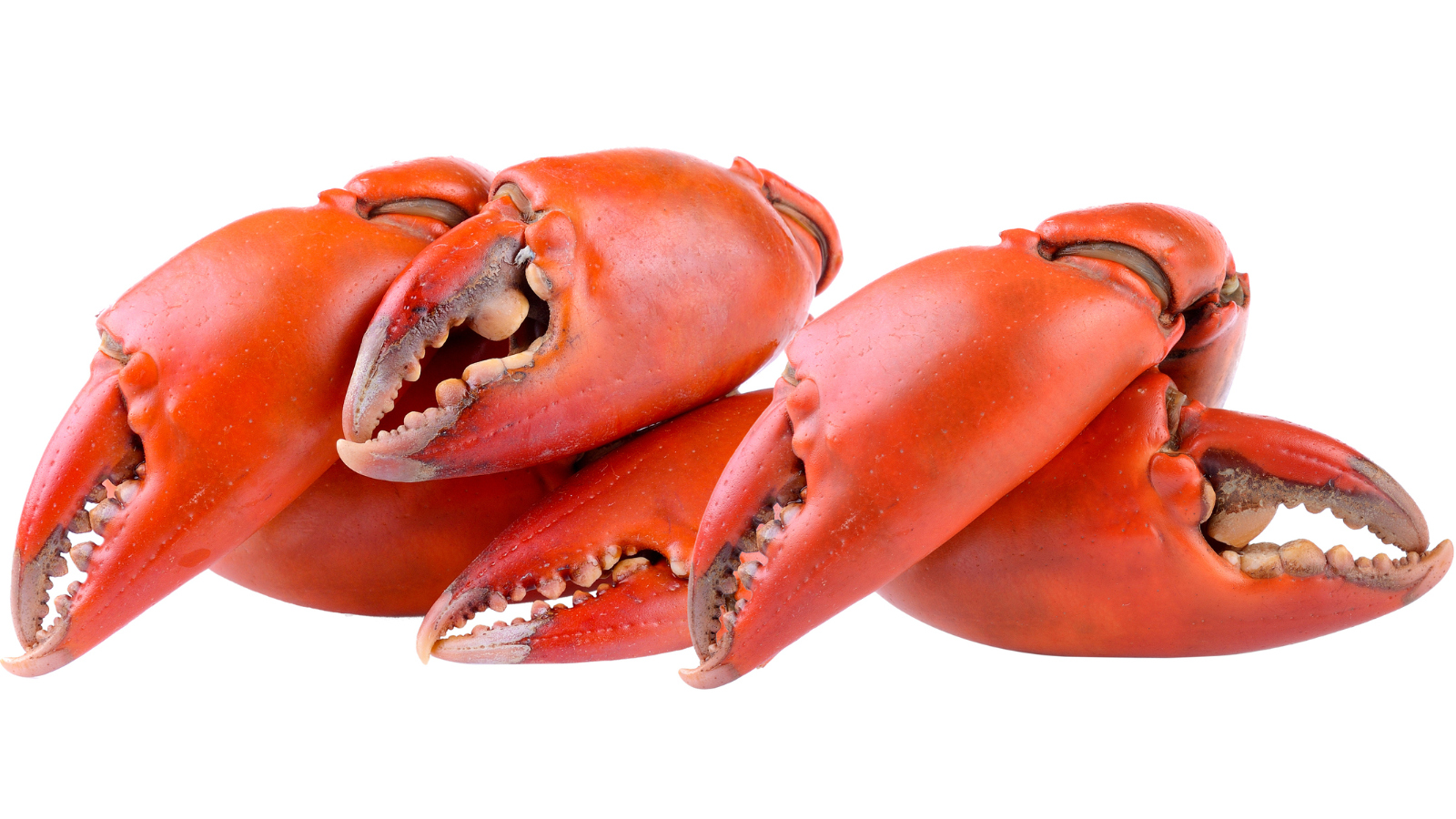 best tasting crab in the world Jonah crab claws