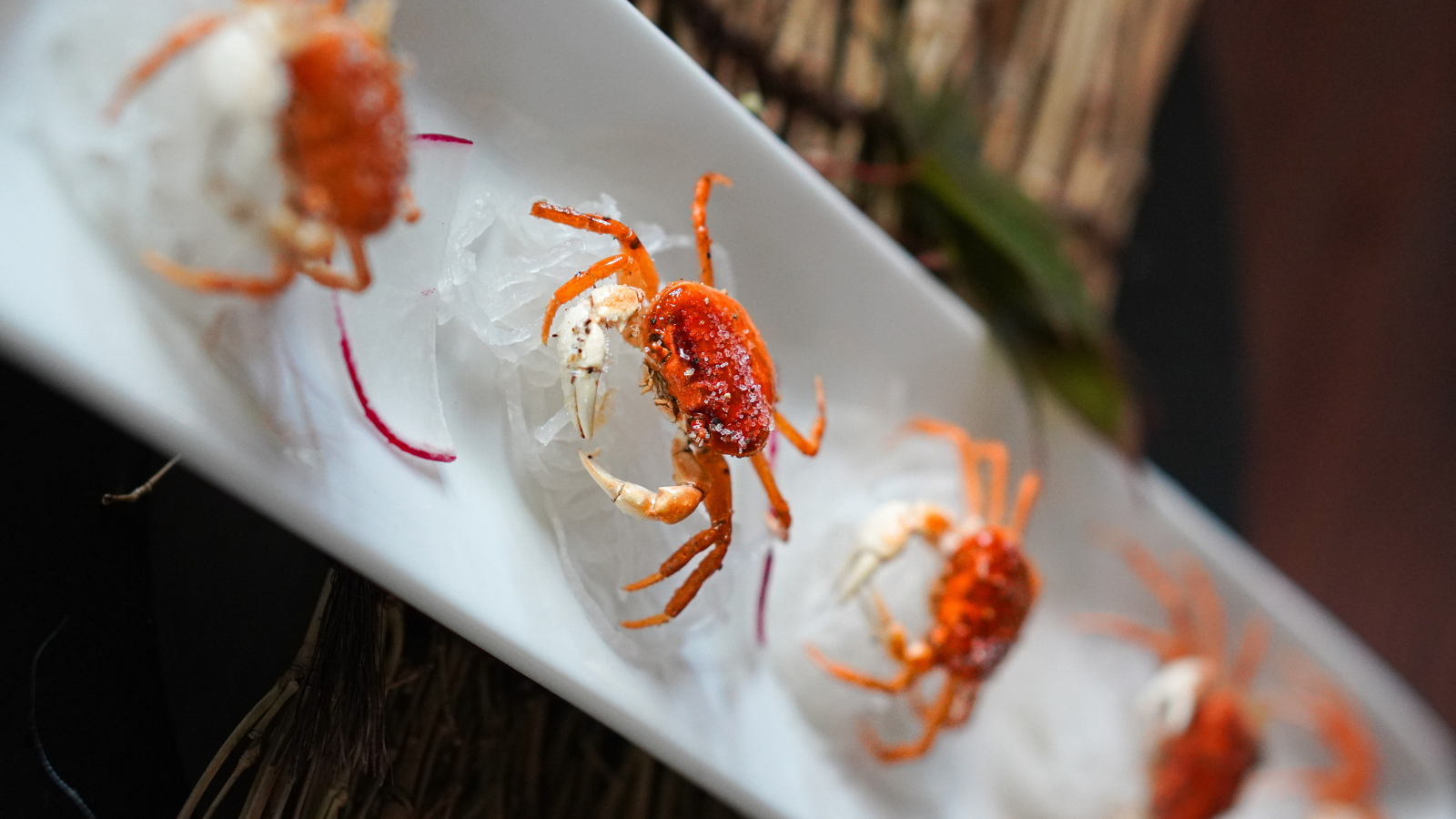 best tasting crab in the world Japanese Sawagani crab