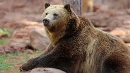 Bear Breaks Into California Home While Couple Sleeps, Is Caught On ‘Surreal’ Security Footage Ransacking Kitchen