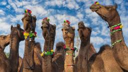 Man Arrested For Using Camels To Smuggle Thousands Of Bottles Of Booze Into City In India