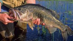 Texas Fisherman Arrested After Weights Found In Bass That Netted Him Thousands Of Dollars At A Tournament