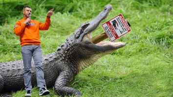 Florida Gators Head Coach Jon Sumrall Met His First Real-Life Alligator And It Sounds Like He Needs To Toughen Up A Little