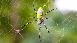 Giant Parachuting Spiders Are Slowly But Surely Invading States Across America With No End In Sight