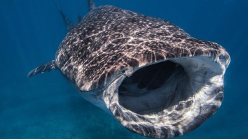 Extremely Rare Encounter Of A Whale Shark In Crystal Clear Shallow Water Off Costa Rica Stuns Tourists