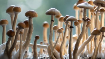 Study Finds Single Dose Of Psychedelic Drug Provides Months-Long Relief From OCD