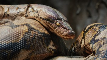 S-s-s-tunning Discovery: Texas Feds Find 39 Live Pythons Hidden Inside A Vehicle