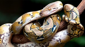 python-on-limb