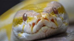 ‘Slithery Situation’: Florida Woman Drives To Fire Station With Python Trapped Inside Her Car’s Dashboard