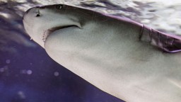 Sharks In The Bahamas Are Eating Loads Of Cocaine, Caffeine, And Painkillers