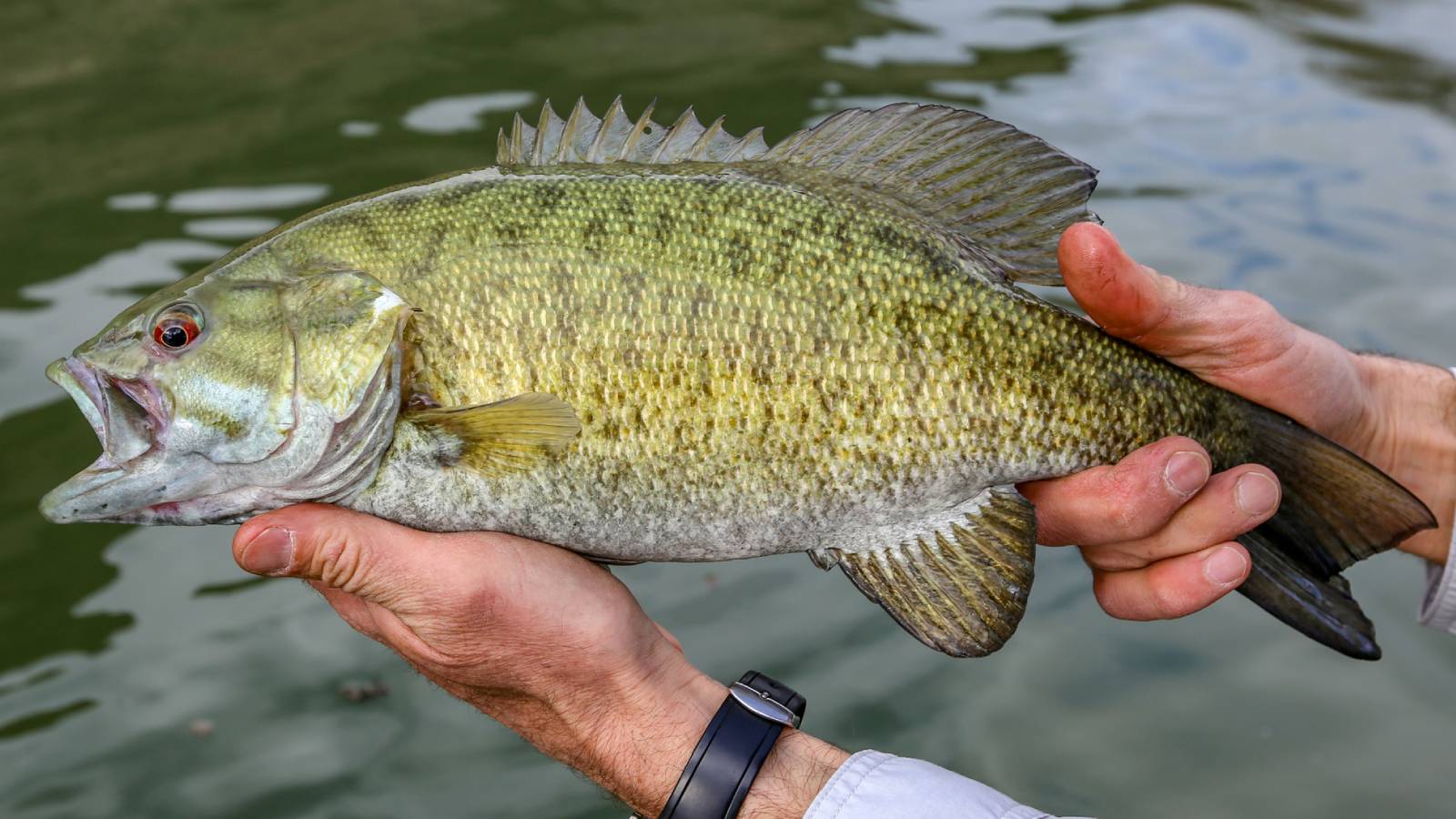 Canadian Hit With Year-Long Fishing Ban After Exceeding Legal Bass Limit By 67