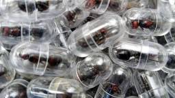 Alleged Ringleader Of Ant Smuggling Ring Arrested In Kenya After Being Caught With 2,000 Bugs In His Luggage